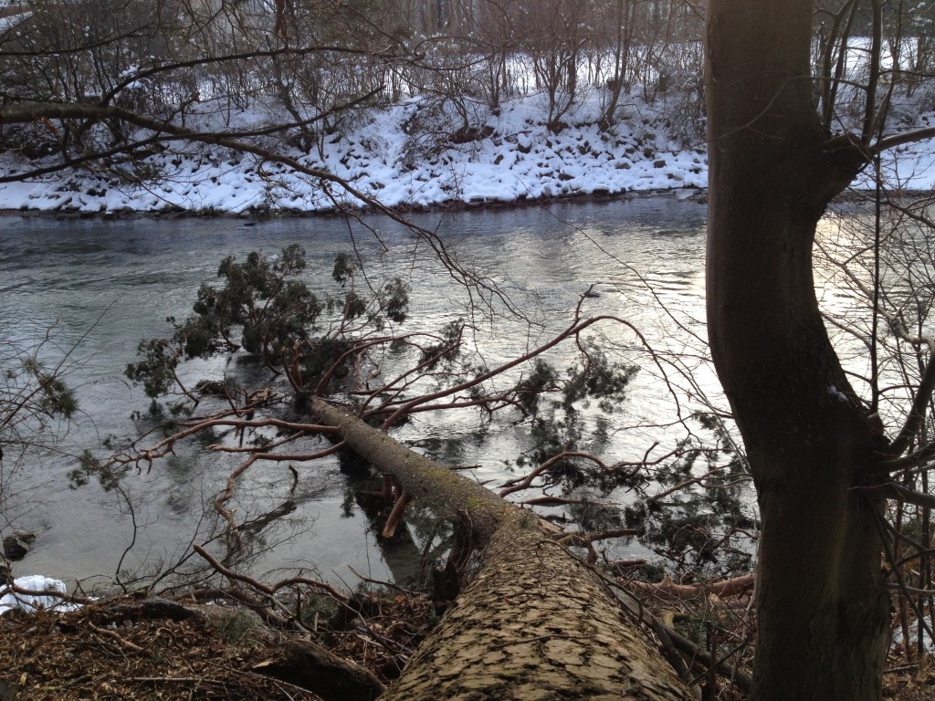 Umgestürzter Baum am Iselufer