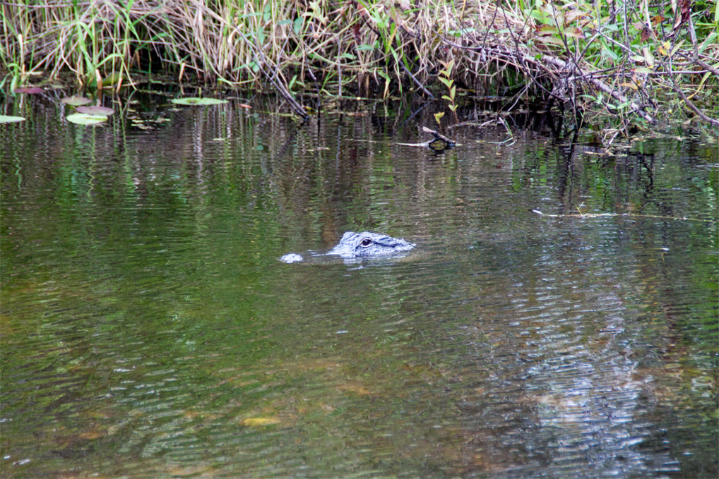 Everglades_Alligator_gross