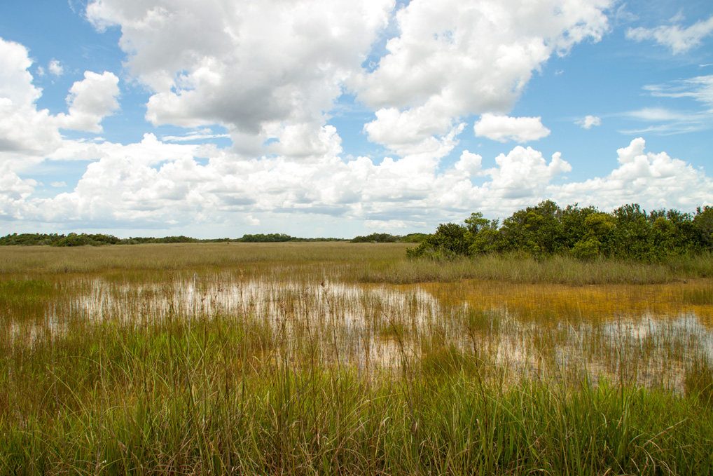 Everglades_Landschaft