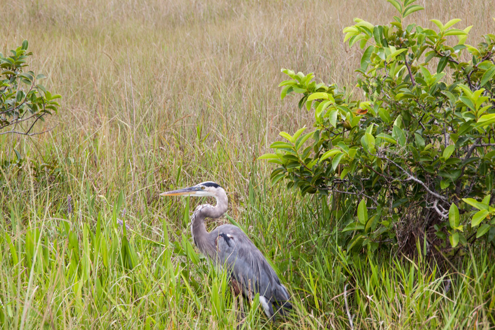 Everglades_Reiher