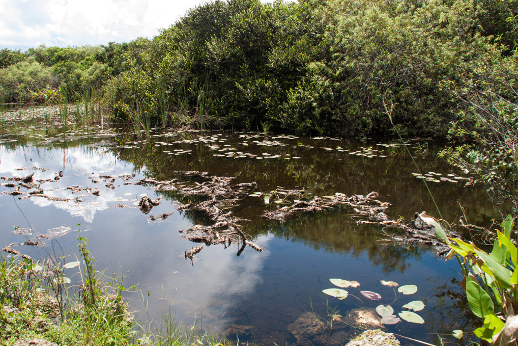 Everglades_Tümpel