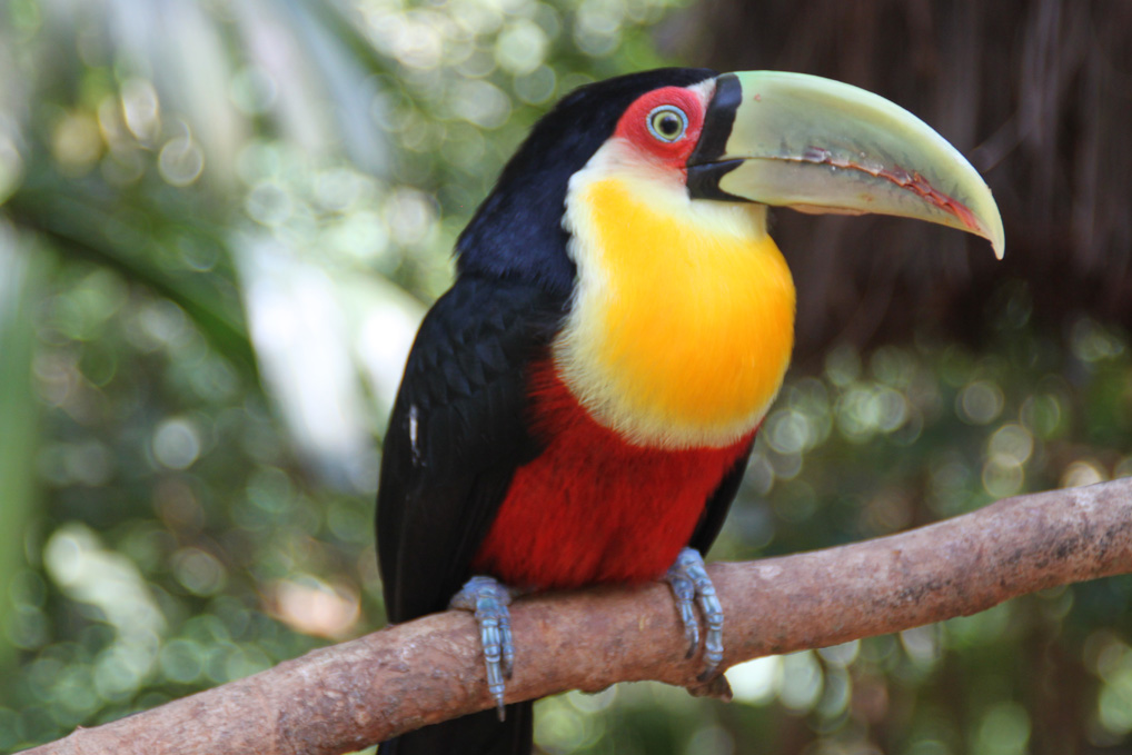 iguacu_brasil_parque_das_aves_tukan