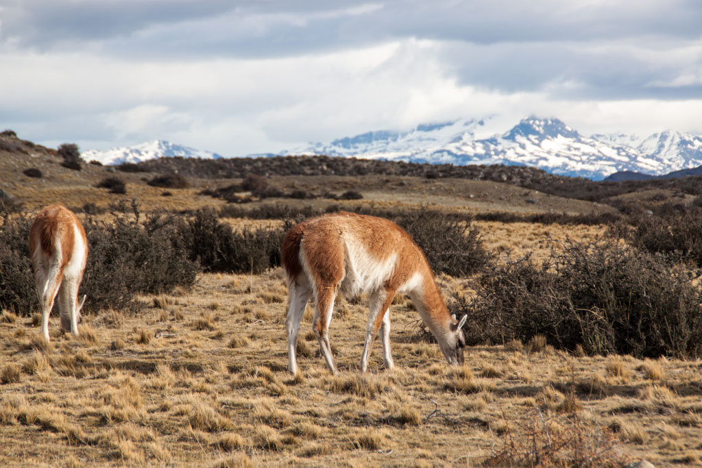 Guanakos im Nationalpark Torres del Paine