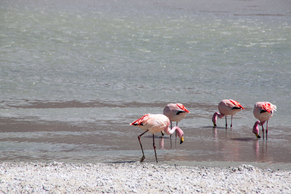 20140913_105555_071_Salar_de_Uyuni_IMG_3594