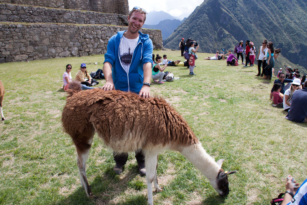 Beim Massieren eines peruanischen Lamas :)