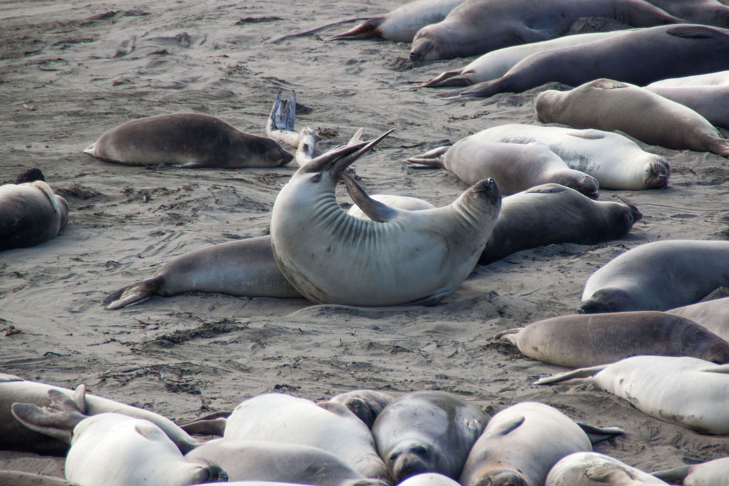 Seeelefanten bei San Simeon