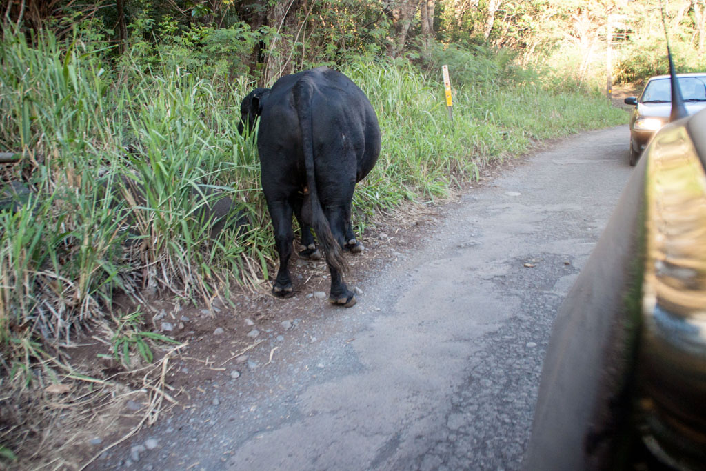 20141027_171654_120_Maui_123_Road_to_Hana_IMG_6372