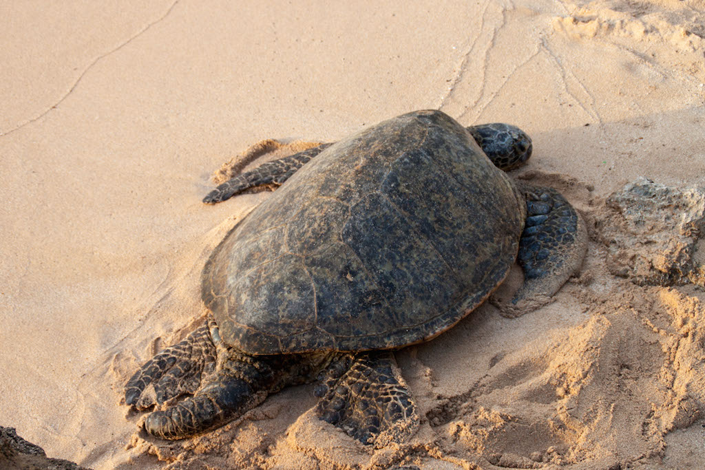 Laniakea_Beach_Oahu