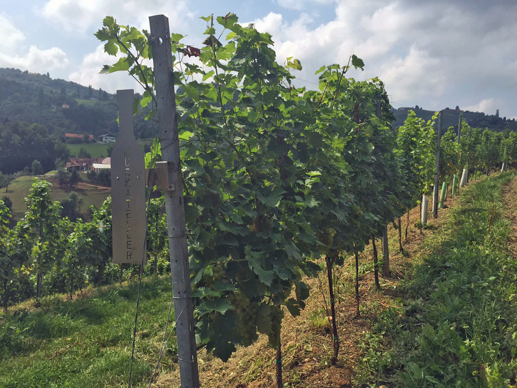 TP_Terroir_erleben_Buschenschank_Suedsteiermark_08