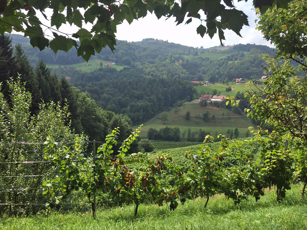 Ausblick beim Startpunkt der Weingartenwanderung.