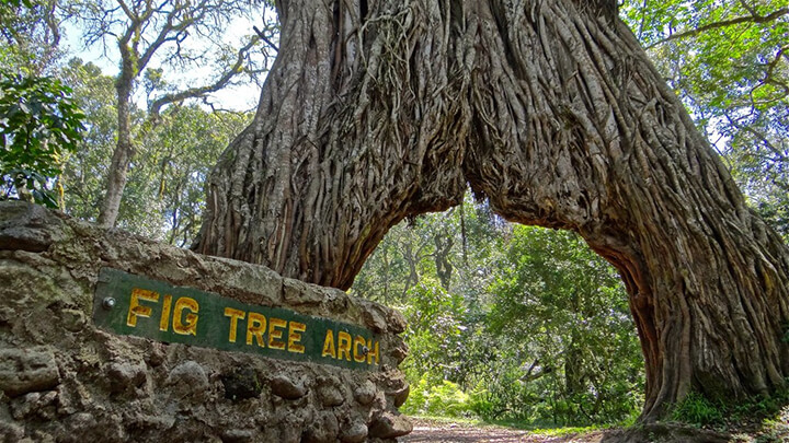 photo credit: mr.ahorn Fig Tree Arch via photopin (license)