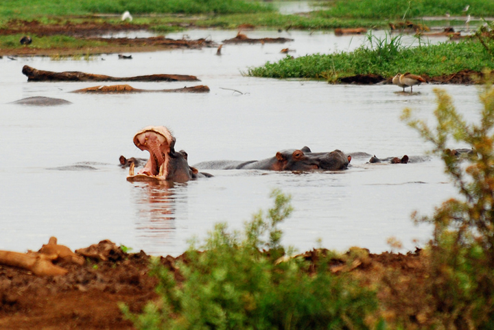 photo credit: bdu Hippo Mouth via photopin (license)