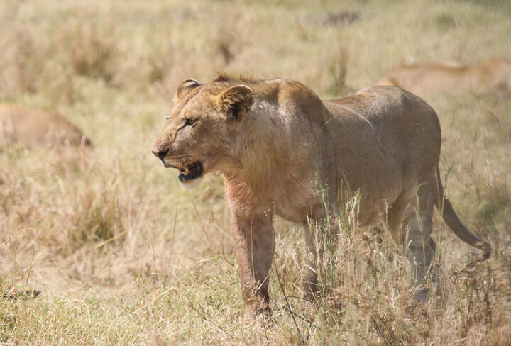 photo credit: Chris Parker2012 Female lion via photopin (license)