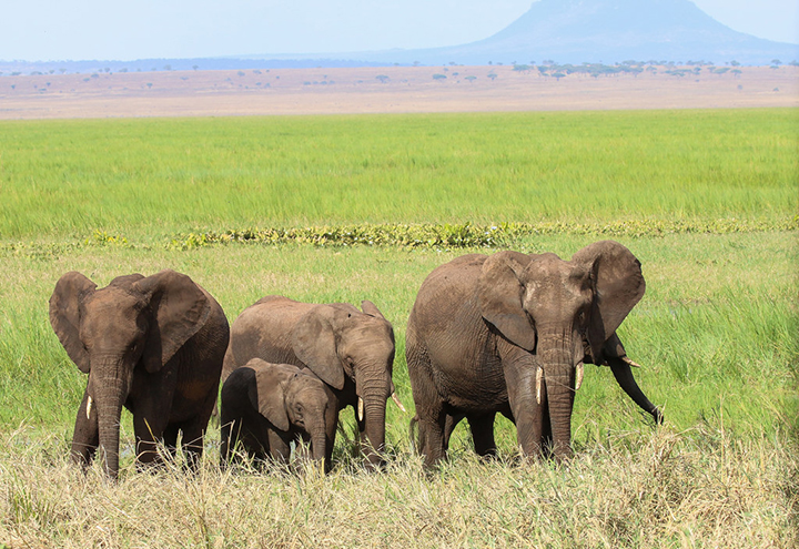 photo credit: Chris Parker2012 Tarangire NP Elephant family via photopin (license)