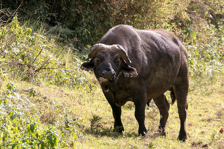 Büffel im Aberdare Nationalpark in Kenia
