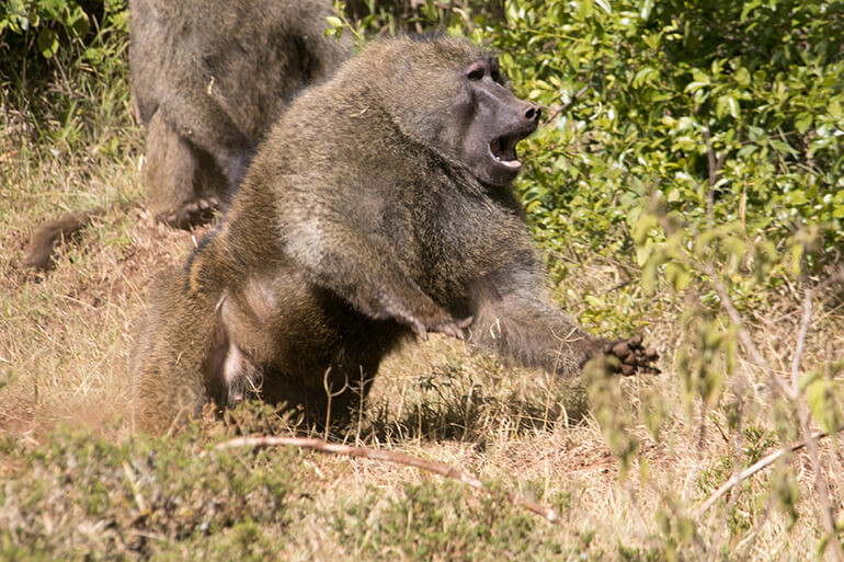 Aggressives Pavian-Männchen