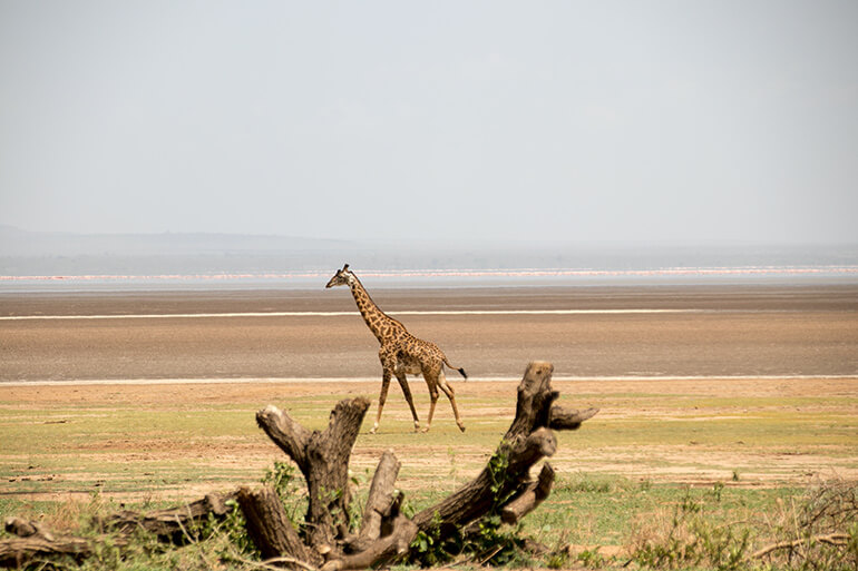 Giraffe am Lake Manyara in Tansania