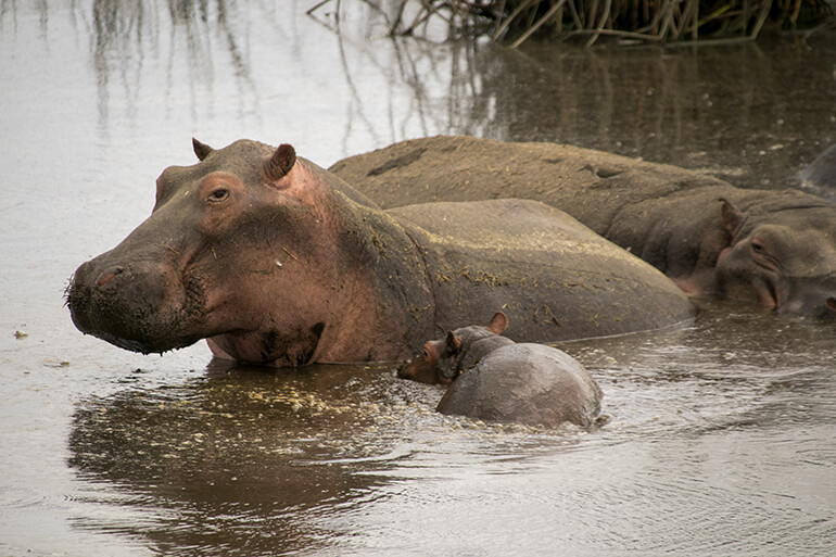 Nilpferd-Familie mit Baby-Hippo