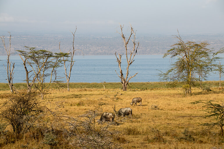 Büffel am Seeufer des Lake Nakuru