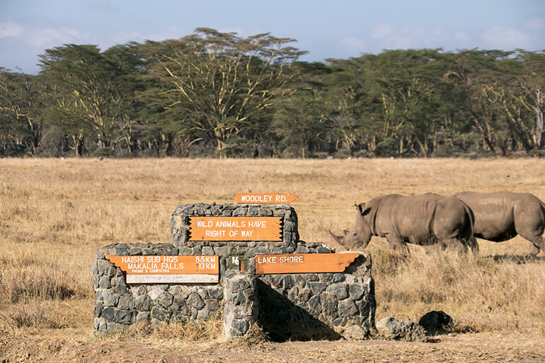Nashörner im Lake Nakuru Nationalpark