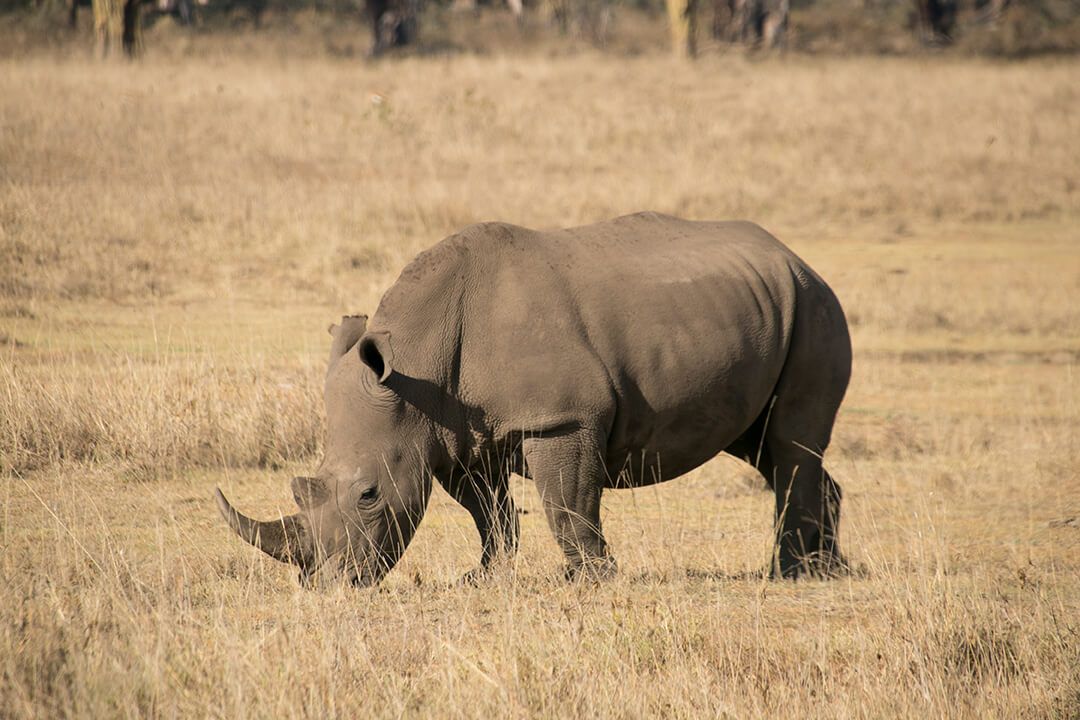 Nashorn im Lake Nakuru Nationalpark