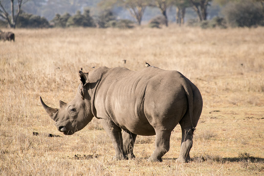 Nashorn im Lake Nakuru Nationalpark