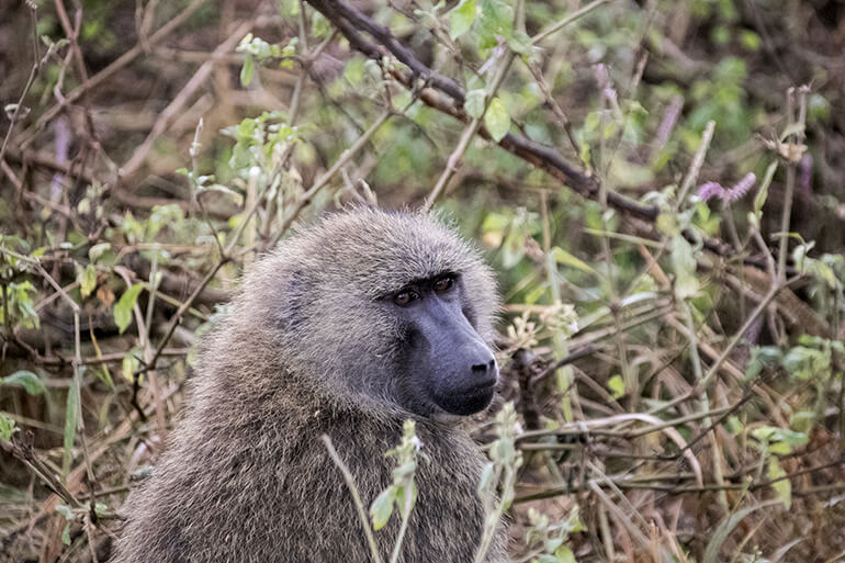 Pavian Lake Nakuru