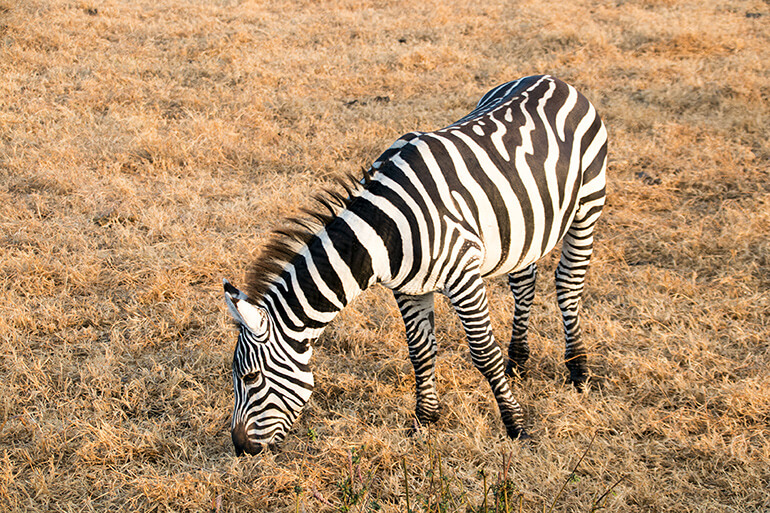 Zebra im Lake Nakuru Nationalpark