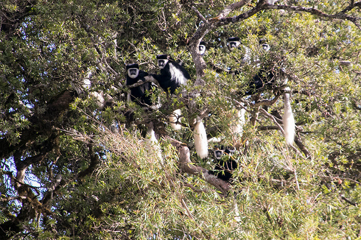 Colobus Affen im Aberdare Nationalpark in Kenia