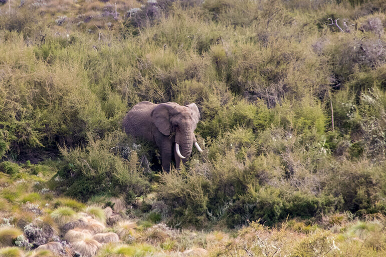 Elefant Aberdare Nationalpark
