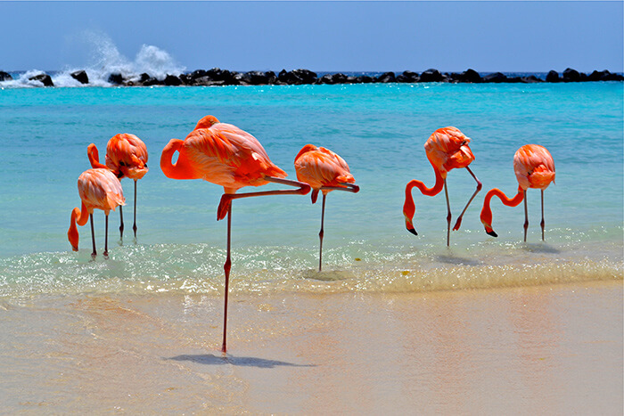 Flamingos am Strand - photo credit: Aruba Tourism Authority