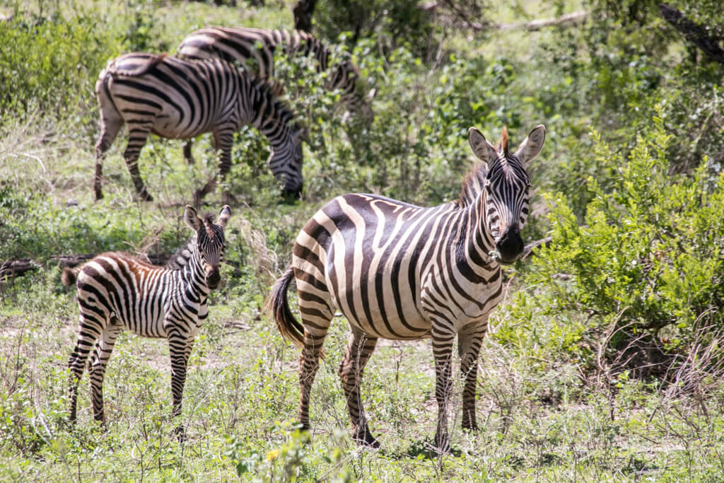 Zebra und Zebrafohlen