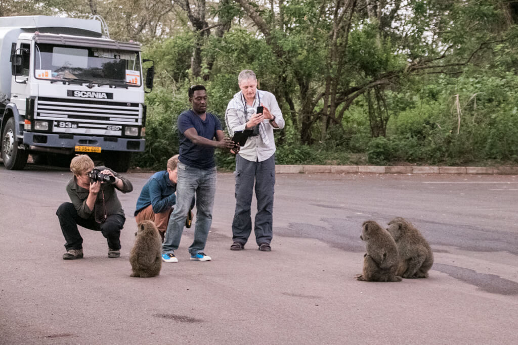 Baboons am Eingang zur Ngorongoro Conservation Area