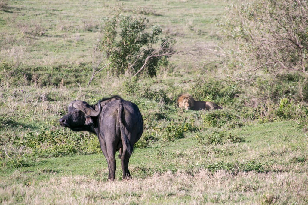 Büffel und Löwe im Ngorongoro Krater