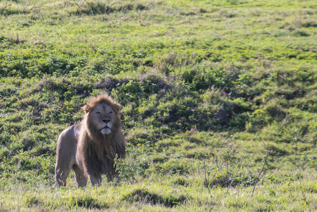 Löwe im Ngorongoro Krater
