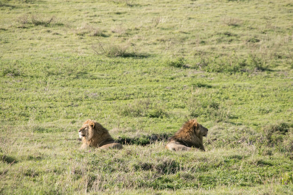 Löwen-Geschwister im Ngorongoro Krater