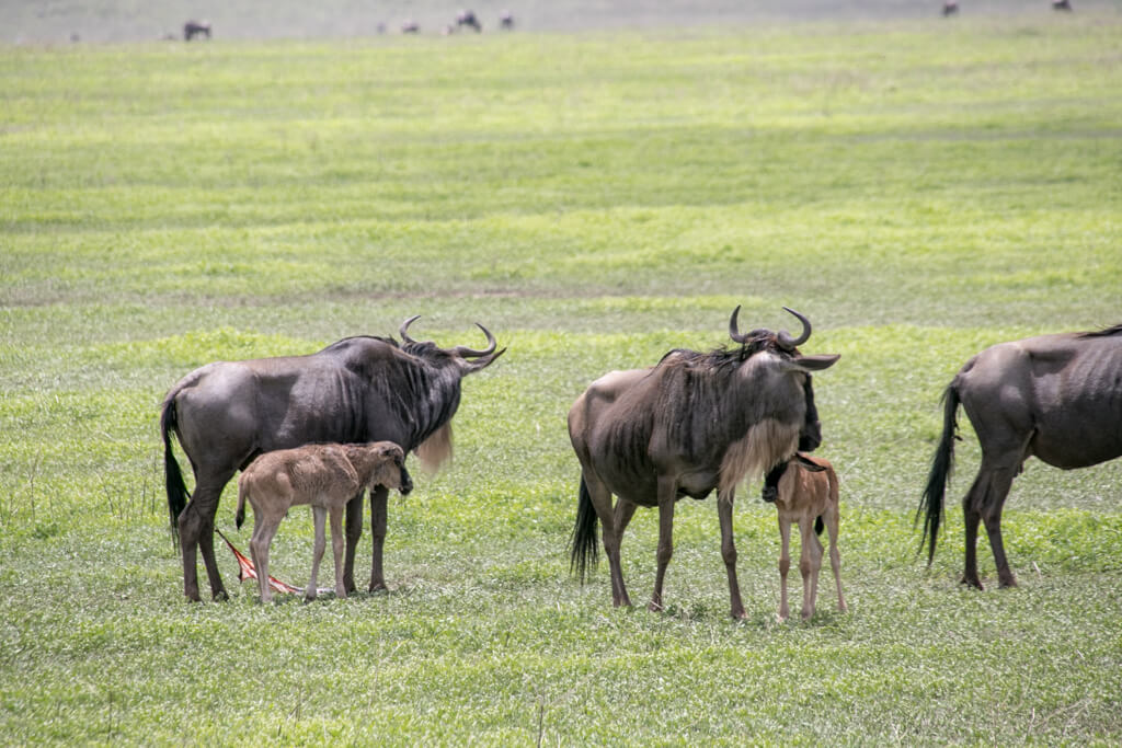 Gnus im Ngorongoro Krater
