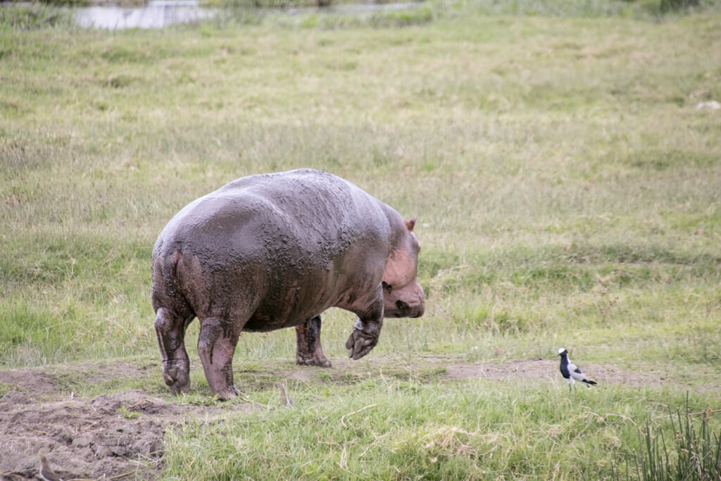 Hippo im Ngorongoro Krater