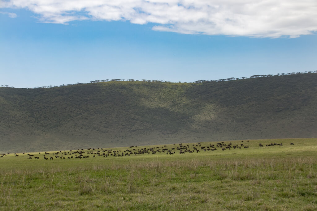 Ngorongoro Krater Tierherden vor Kraterrand