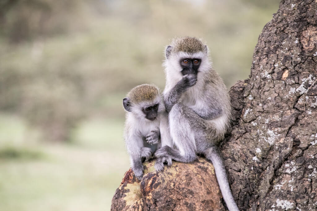 Affen im Ngorongoro Krater