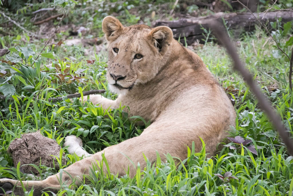 Junger Löwe im Ngorongoro Krater