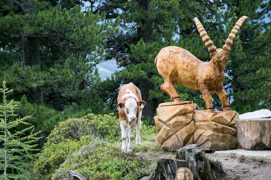 Zirben-Bock und Milch-Kalb am Graukogel über dem Gasteinertal