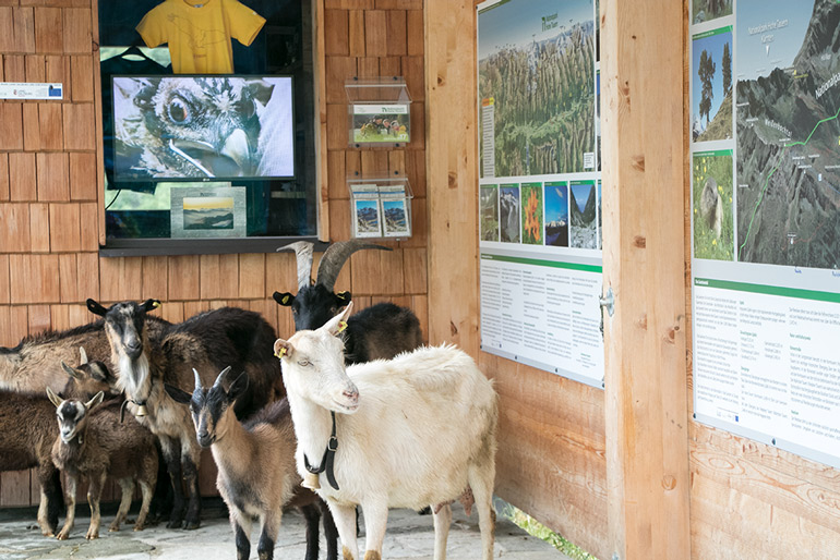 Ziegen im Nationalpark Hohe Tauern