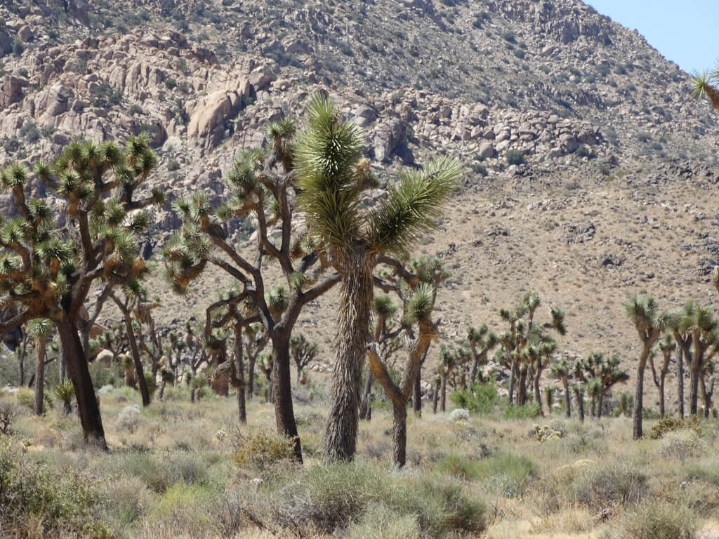 Joshua Tree Nationalpark im Südosten Kaliforniens