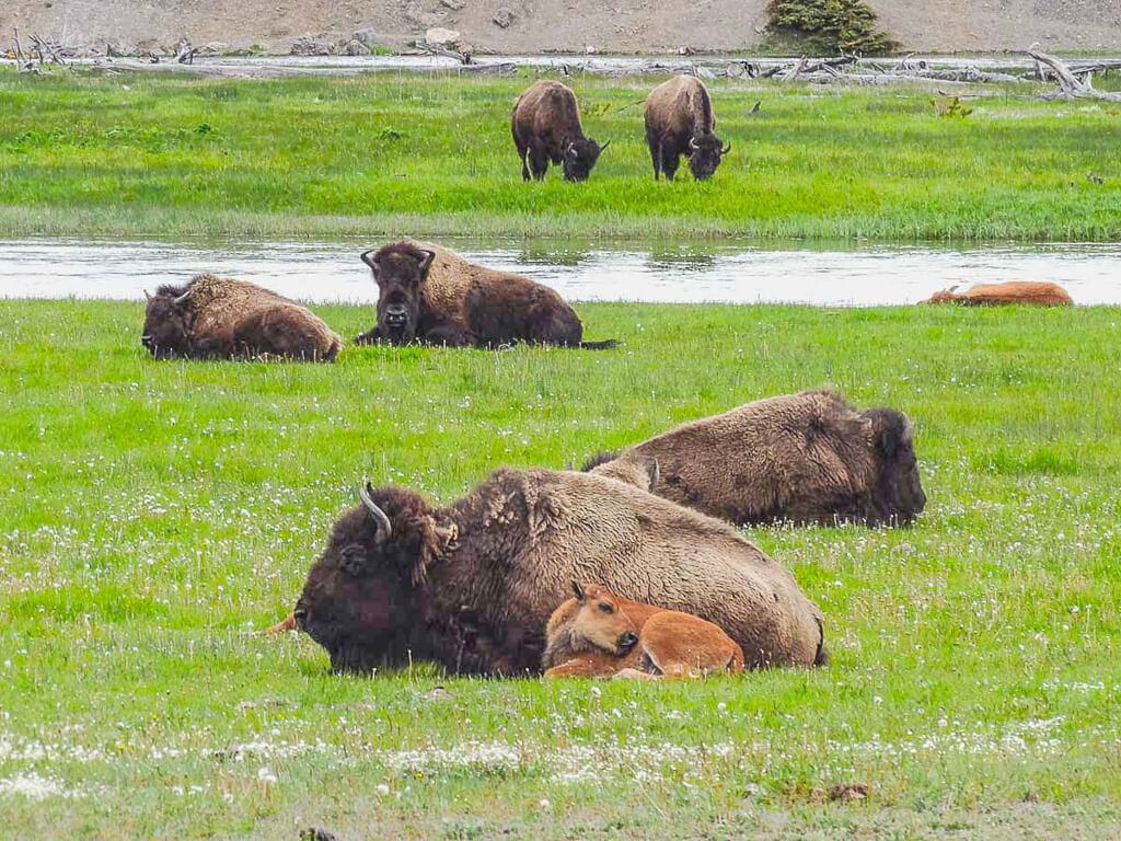 Bisons im Yellowstone Nationalpark