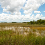 Everglades_Landschaft