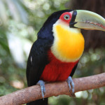 iguacu_brasil_parque_das_aves_tukan