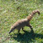 iguacu_coati_nasenbär