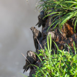 iguacu_waterfalls_brasil_rußsegler_bird