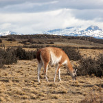 20140828_135613_062_TorresDelPaine_IMG_2741